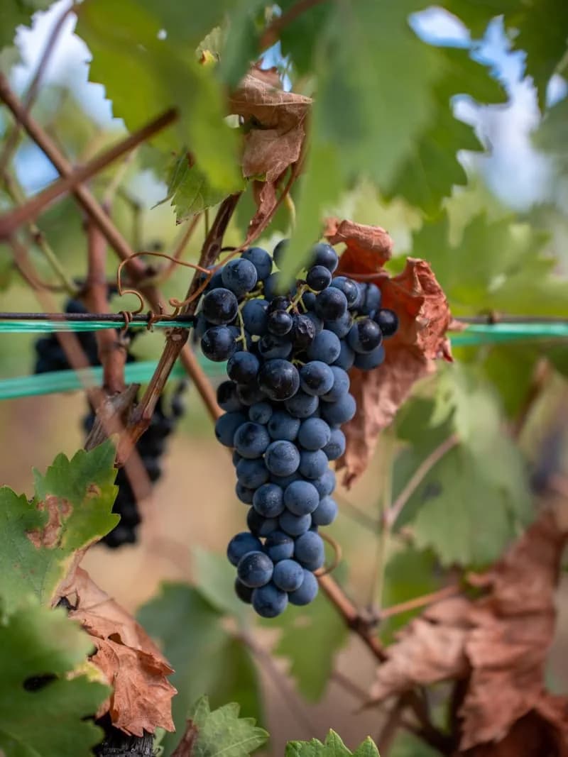 quinta-da-pacheca-douro-vineyards-1_sdkvuq.jpeg